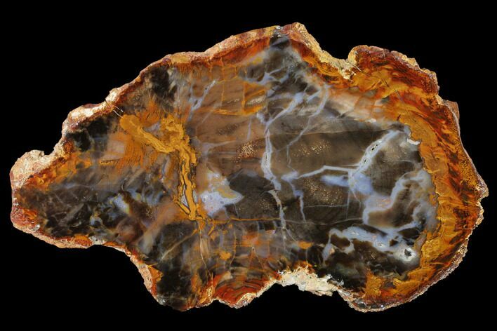 Petrified Wood (Sycamore) Slab - Parker, Colorado #141417